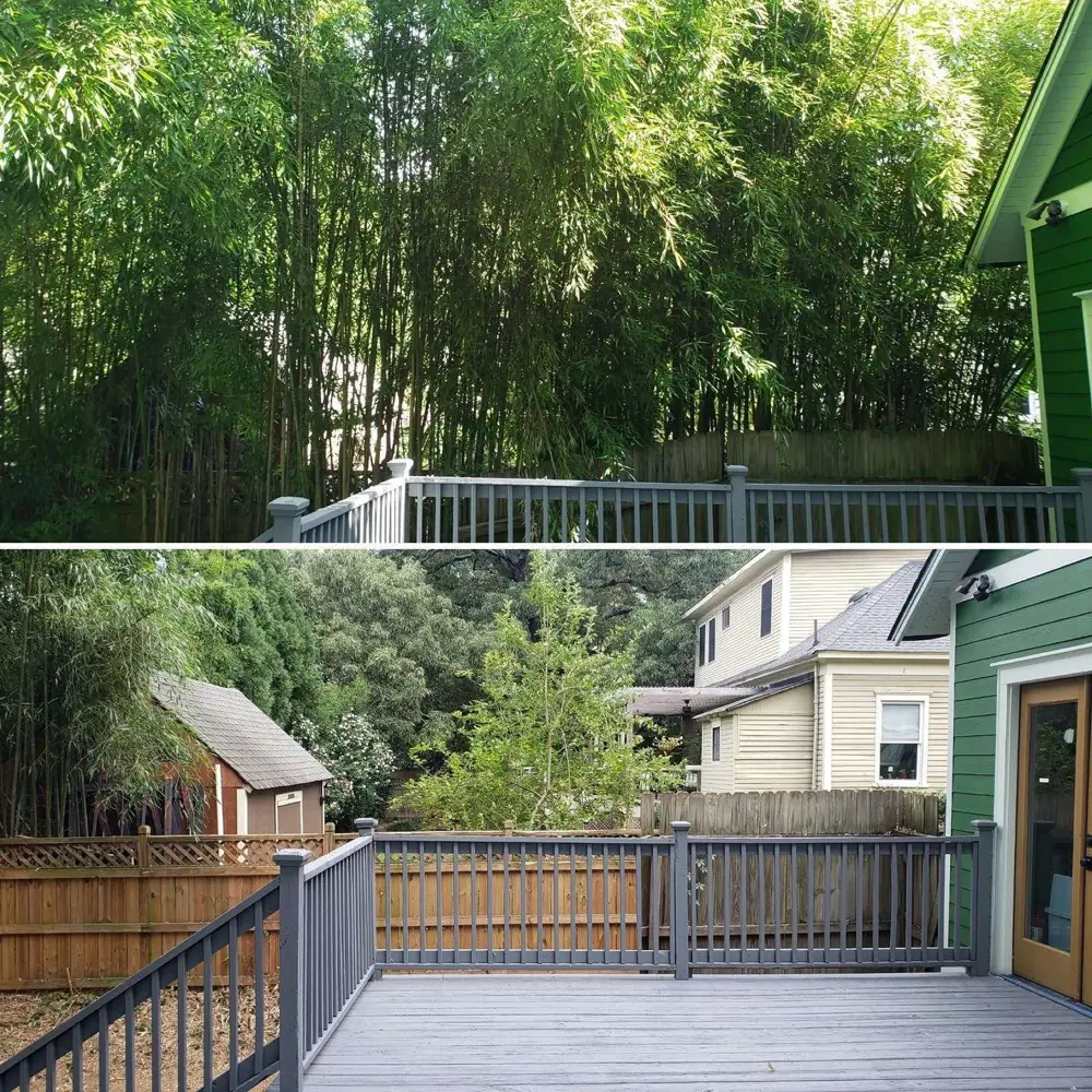 Bamboo clearing before and after
