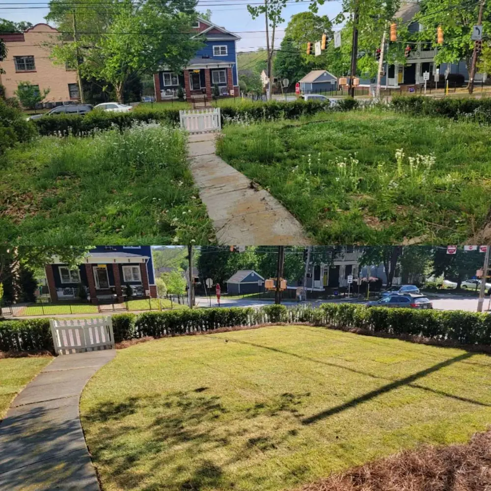 Overgrown front yard before and after mowing